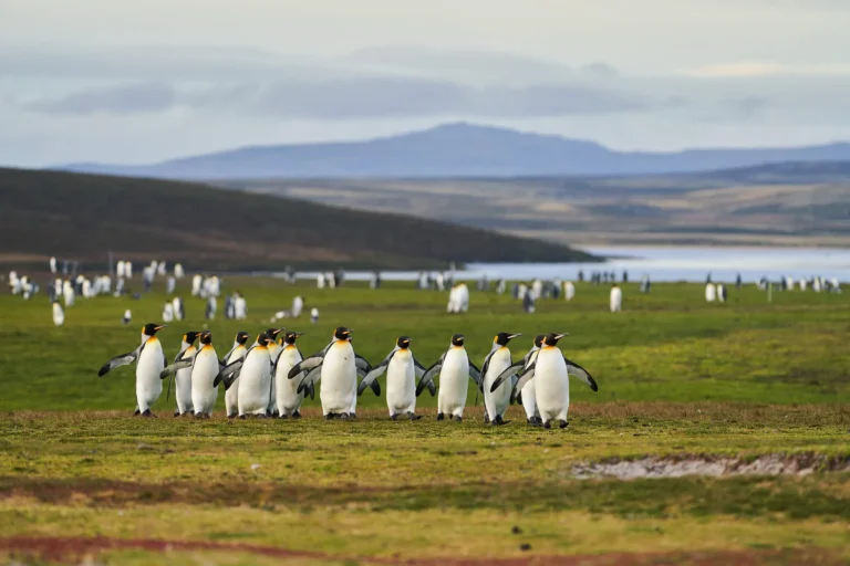 Falkland Islands (Islas Malvinas)