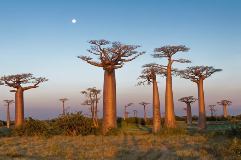 Madagascar – The Island of Unique Wildlife and Natural Wonders