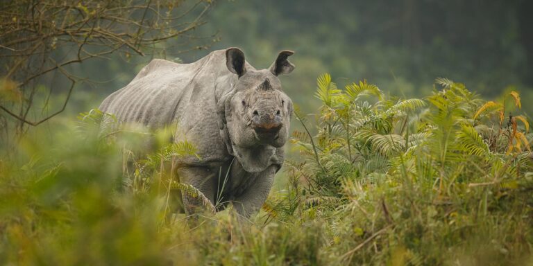 West Karbi Anglong – Complete Travel Guide